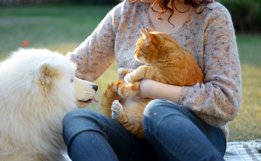Celebrating Mother's Day with Your Furry Companion: A Heartwarming Tribute to Pet Moms