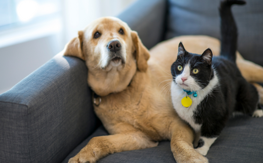 Unleash the Joy: Celebrating National Pet Day with Love and Care